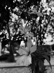 Rose of Sharon