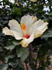 Hibiscus