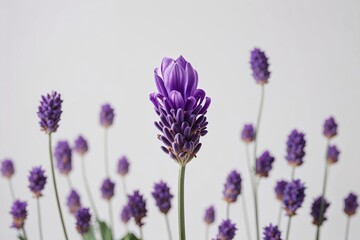 Obraz premium Levitating Lavender Flower Petals on White Background for Floral Design Inspiration