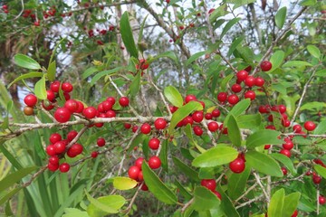 Ilex vomitoria commonly known as Yuapon Holly in Florida nature, closeup