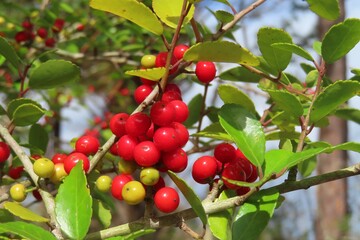 Ilex vomitoria commonly known as Yuapon Holly in Florida nature, closeup