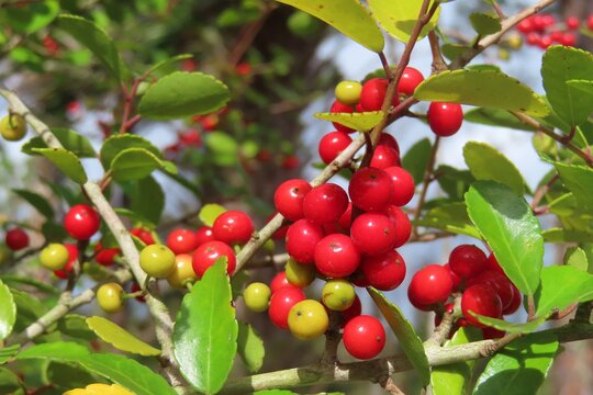 Ilex vomitoria commonly known as Yaupon Holly, closeup
