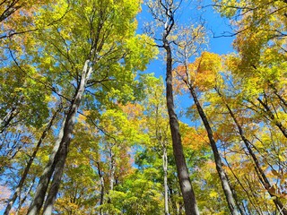 Obraz premium autumn in the forest