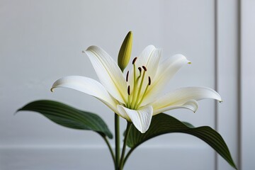 Obraz premium Lily Petal Floating on White Background with Full Depth of Field