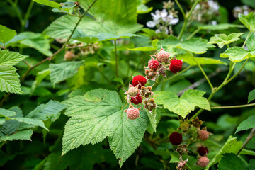 Red thimbleberries ripe on a native plant in the wild, summer fruit tasty goodness
