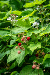Red thimbleberries ripe on a native plant in the wild, summer fruit tasty goodness
