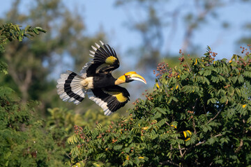 A Great hornbill flying out of a tree © chamnan phanthong