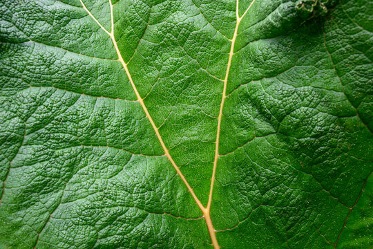 Closeup of large green leaf with thorns and veins on a Gunnera plant in a summer garden, as a nature background
