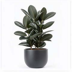 Rubber plant in Pot isolated on white background