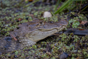 Obraz premium Spectacled caiman (Caiman crocodilus) in between water plants in Caño Negro - reptiles of Costa Rica