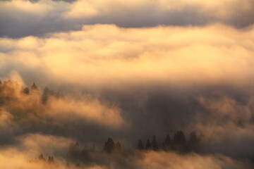 Obraz premium 朝日に染まる朝霧の森