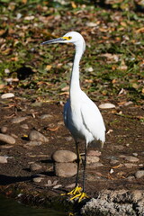 Fototapeta premium The snowy egret (Egretta thula) is a small white heron. 