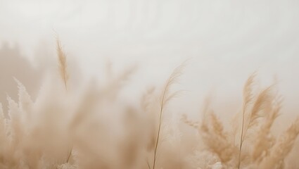 Obraz premium Delicate Beige Pampas Grass in Misty Field