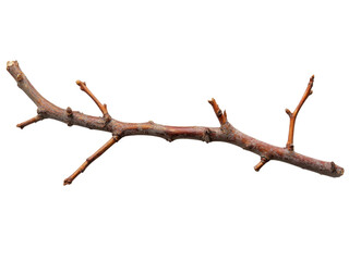Fototapeta premium single dried twig with sharp jagged edges, showcasing natural beauty