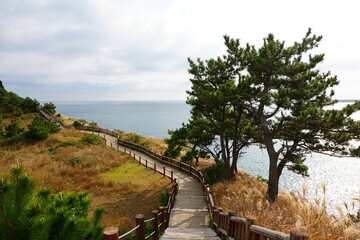 Obraz premium beautiful seaside walkway and pine trees