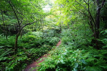 Fototapeta premium refreshing summer forest and path in the gleaming sunlight