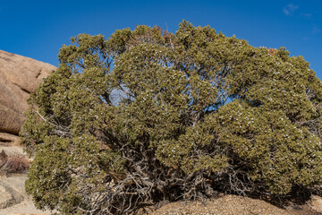 Juniperus californica, the California juniper, is a species of juniper native to southwestern North...