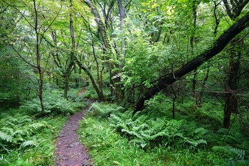 Obraz premium refreshing summer forest and path in the gleaming sunlight