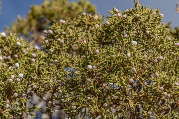 Fototapeta premium Juniperus californica, the California juniper, is a species of juniper native to southwestern North America. Skull Rock Nature Trail，Joshua Tree National Park, California. mojave desert