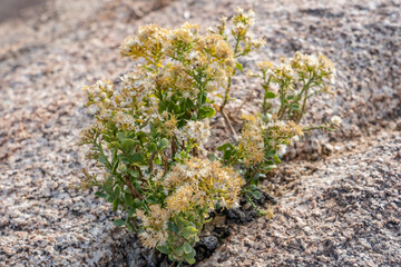 Ericameria cuneata is a species of flowering shrub in the family Asteraceae, cliff goldenbush....