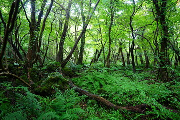 Obraz premium wild summer forest with ferns and old trees