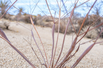 Eriogonum inflatum inflated stem node，Eriogonum inflatum, the desert trumpet, is a perennial plant of the family Polygonaceae. Skull Rock Nature Trail，Joshua Tree National Park, California.
