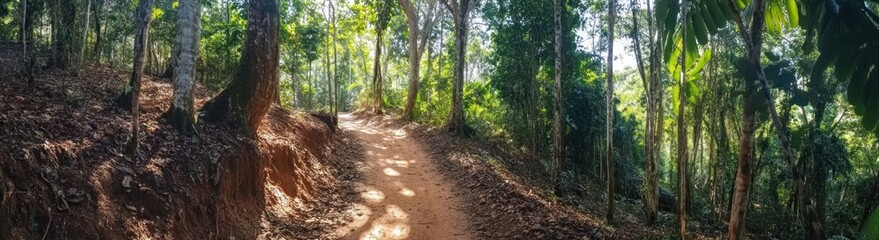 Sunlit Forest Path Winding Through Lush Green Trees