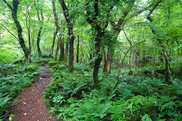 Fototapeta premium old summer path through mossy rocks and old trees