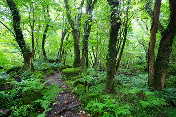 Fototapeta premium old summer path through mossy rocks and old trees