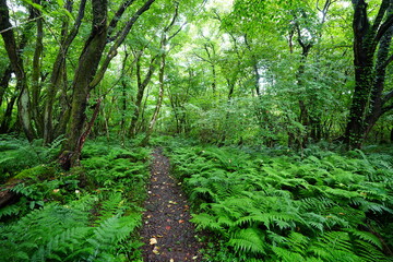 Fototapeta premium fine summer path through dense ferns