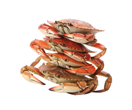 Steamed Crabs in Order: Four steamed crabs neatly arranged in descending order by size, showcasing their bright red shells and fresh appearance.