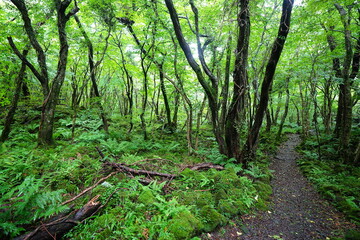 Obraz premium refreshing pathway through old summer forest