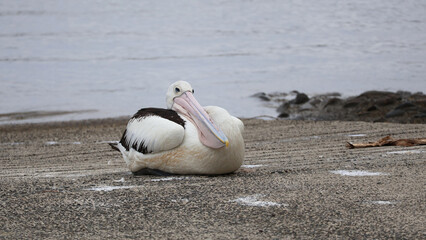 Sleeping Chill Pelican Boat Ramp