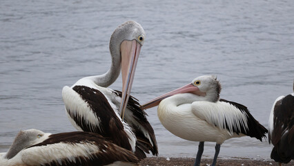 Pelicans grooming on a boat ramp Pumicestone passage