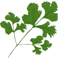 Coriander placed on a white background