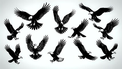 Obraz premium collection set black and white of eagle 