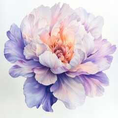 Fototapeta premium Purple and pink peony watercolor painting.