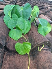 plant growing in the soil