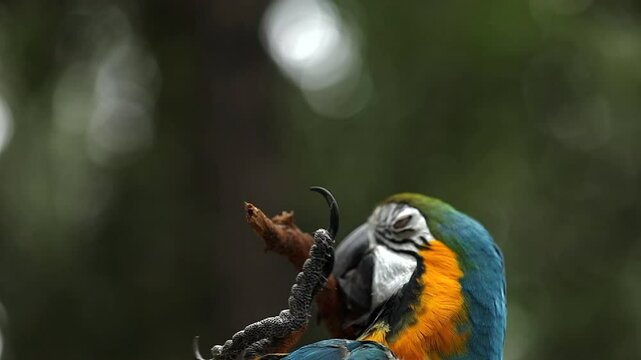 Exotic Blue-Yellow macaw (ARA parrot) - in the wilds, close-up detail