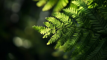 Fototapeta premium environmental macro photography, detailed leaf anatomy, sunlit green foliage, natural textures, dark atmospheric background, garden shadows, morning light rays, pristine plant detail, organic