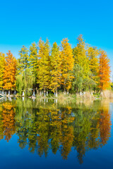 Beautiful landscape of golden autumn season at Yinzhou Park, Ningbo, Zhejiang, China