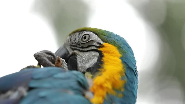 Exotic Blue-Yellow macaw (ARA parrot) - in the wilds, close-up detail