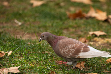 Una paloma com&uacute;n caminando sobre tierra y hojas ca&iacute;das en un ambiente natural