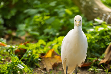 Obraz premium Garza blanca destacando entre la vegetación verde, capturada en un momento de tranquilidad