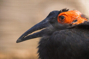 Primer plano de un ave de plumaje negro con un rostro marcado por tonos rojos vibrantes 