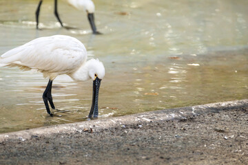 Dos espátulas blancas explorando un estanque en busca de comida, destacando su plumaje y...