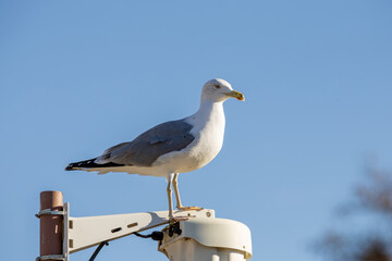 Fototapeta premium Primer plano de una gaviota con detalles de su plumaje blanco y gris, fondo natural desenfocado