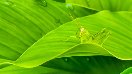 Green grasshopper (Oxya serville) is camouflaging on green leaves