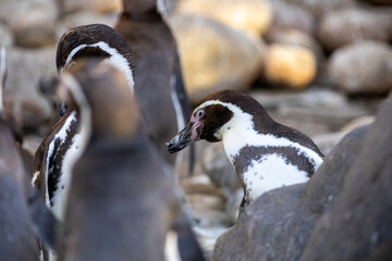 Fototapeta premium Grupo de pingüinos comunicándose en su hábitat natural, capturados en un momento de interacción social.