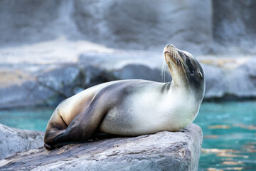 Lobo marino relajado sobre una roca, disfrutando de la tranquilidad cerca del agua. Escena de vida marina pac&iacute;fica.